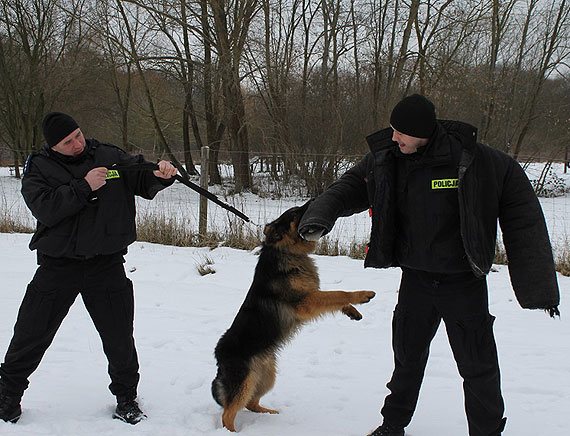 Dzie szkoleniowy czworononych funkcjonariuszy szczeciskiej Policji