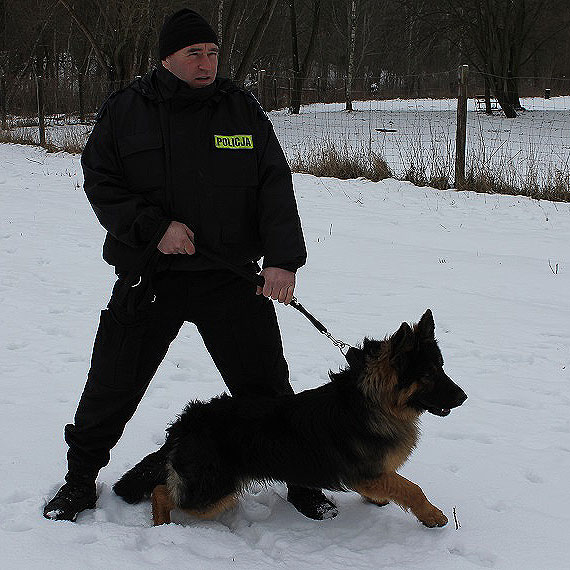 Dzie szkoleniowy czworononych funkcjonariuszy szczeciskiej Policji