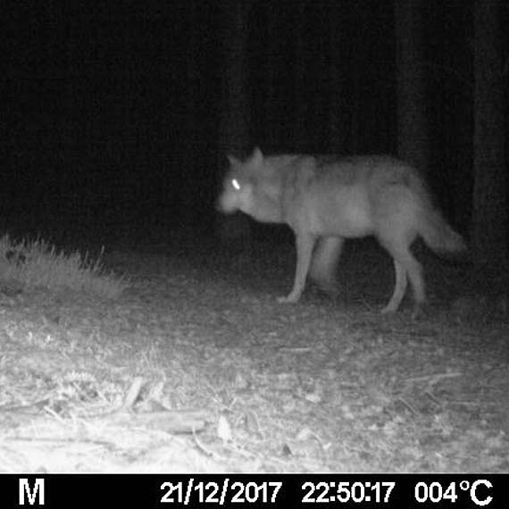 W lasach naszego regionu zaznaczaj swoj obecno wilki