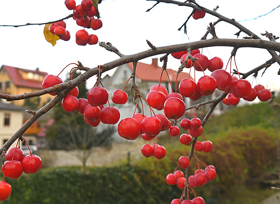Ozdobne rajskie jabuszka przez ca zim s na drzewie