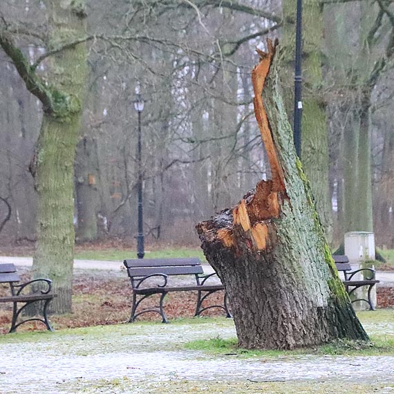 Zniszczone wichur pozostaoci drzewa ju prawie rok czekaj na uprztnicie!