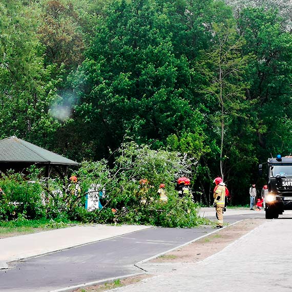Załamanie pogody w Świnoujściu. Wiatr powalił kilka drzew w Parku Zdrojowym 