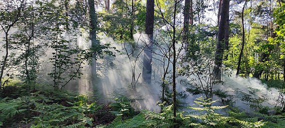 Na Wrzosowej płonął las. Spaleniu uległo około 50 metrów kwadratowych poszycia leśnego
